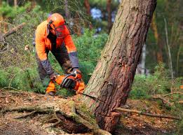 Best Tree Preservation Services  in Parshall, ND