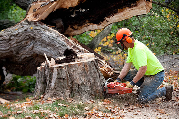  Parshall, ND Tree Removal Pros