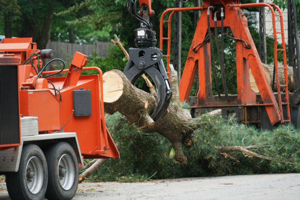 Best Lot and Land Clearing  in Parshall, ND