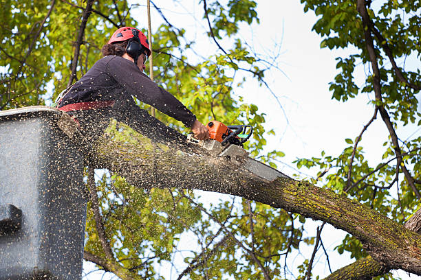 How Our Tree Care Process Works  in  Parshall, ND